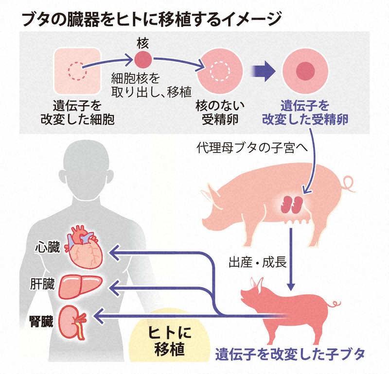 深層科學:豬腎臟異種移植,55至65歲患者有望成為首批適用對象,北海道大學估算
