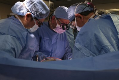 深層科學:豬腎臟異種移植,55至65歲患者有望成為首批適用對象,北海道大學估算