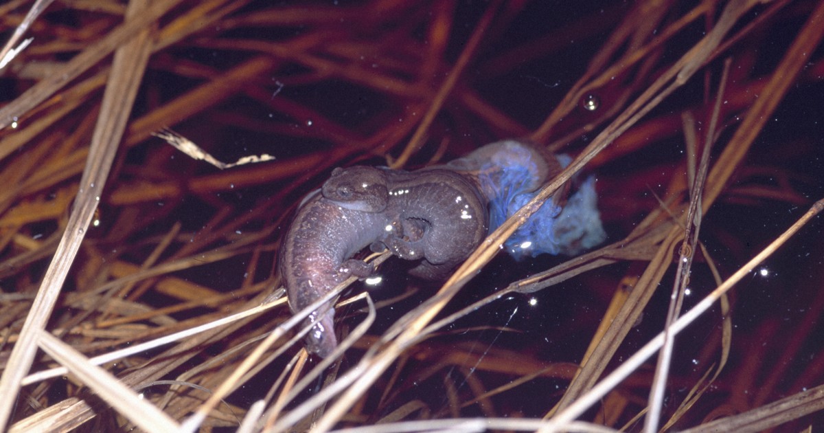 「まだいたんだ…」　キタサンショウウオの卵のう発見、光った涙