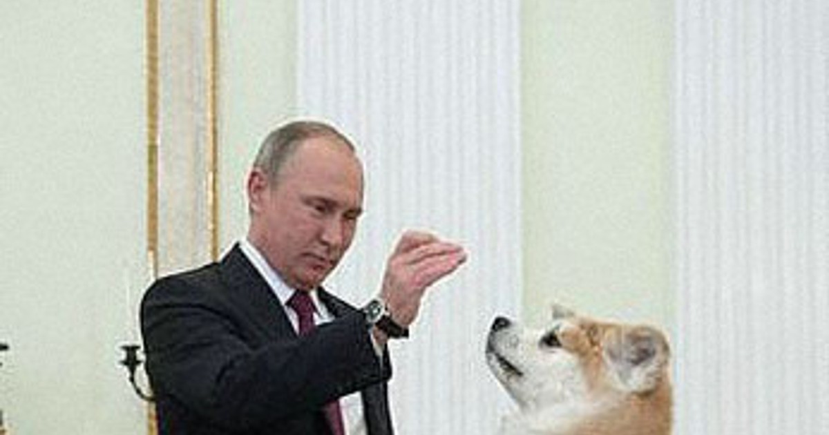 Anjing Akita Hadiah Jepang untuk Putin, Yume, Dikabarkan Mati pada 2025