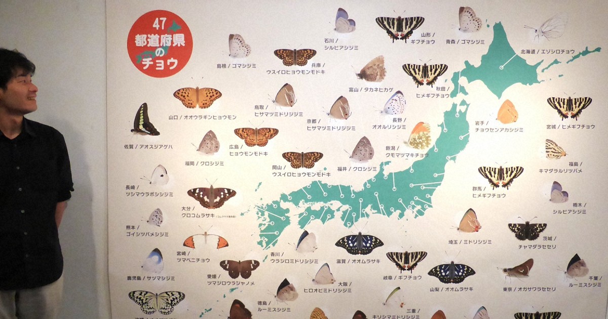 橿原市昆虫館で「47都道府県のチョウ」展　保全対象の標本集結