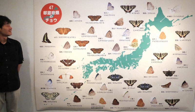 橿原市昆虫館で「47都道府県のチョウ」展 保全対象の標本集結 | 毎日新聞
