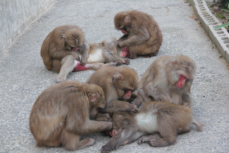 淡路島獼猴特有「輕觸」文化:誘發梳毛行為,促進關係連結