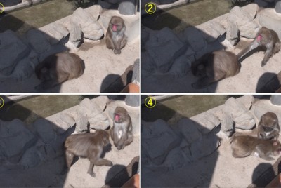 淡路島獼猴特有「輕觸」文化:誘發梳毛行為,促進關係連結