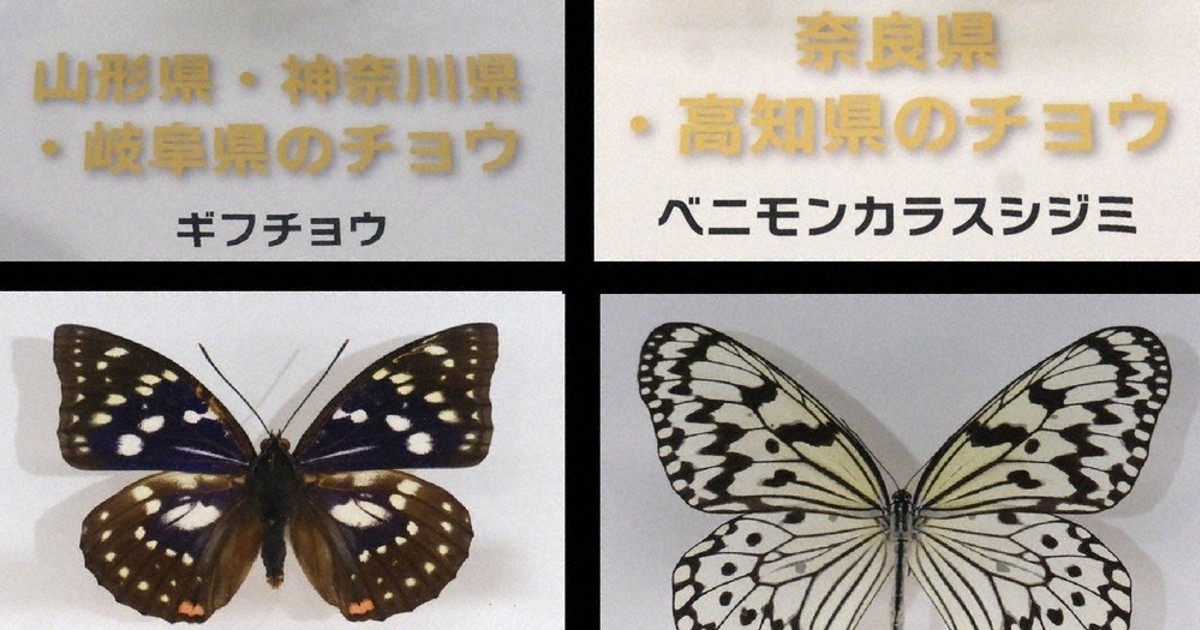 美しきチョウ、保全願い 日本鱗翅学会選定 47都道府県、35種標本を展示
