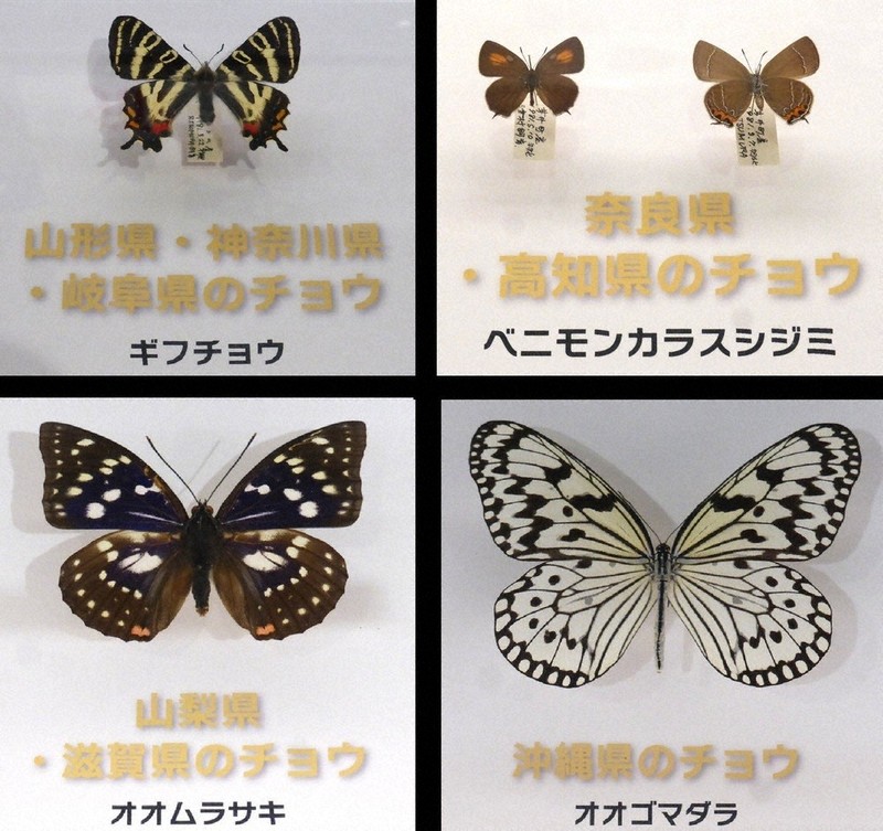 美しきチョウ、保全願い 日本鱗翅学会選定 47都道府県、35種標本を展示
