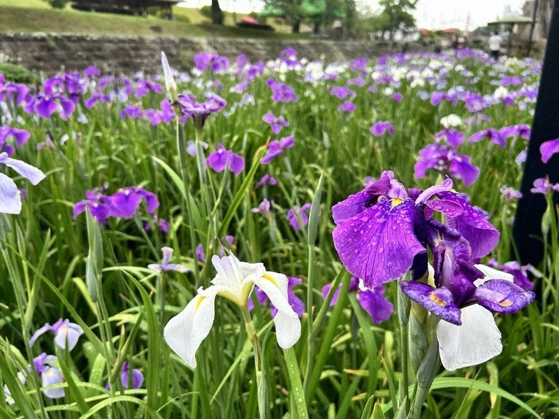 花しょうぶまつり 30日に多彩な催し 玉名 ／熊本 | 毎日新聞