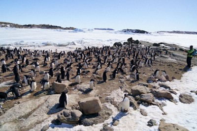 長崎企鵝水族館13年來首次誕生國王企鵝雛鳥