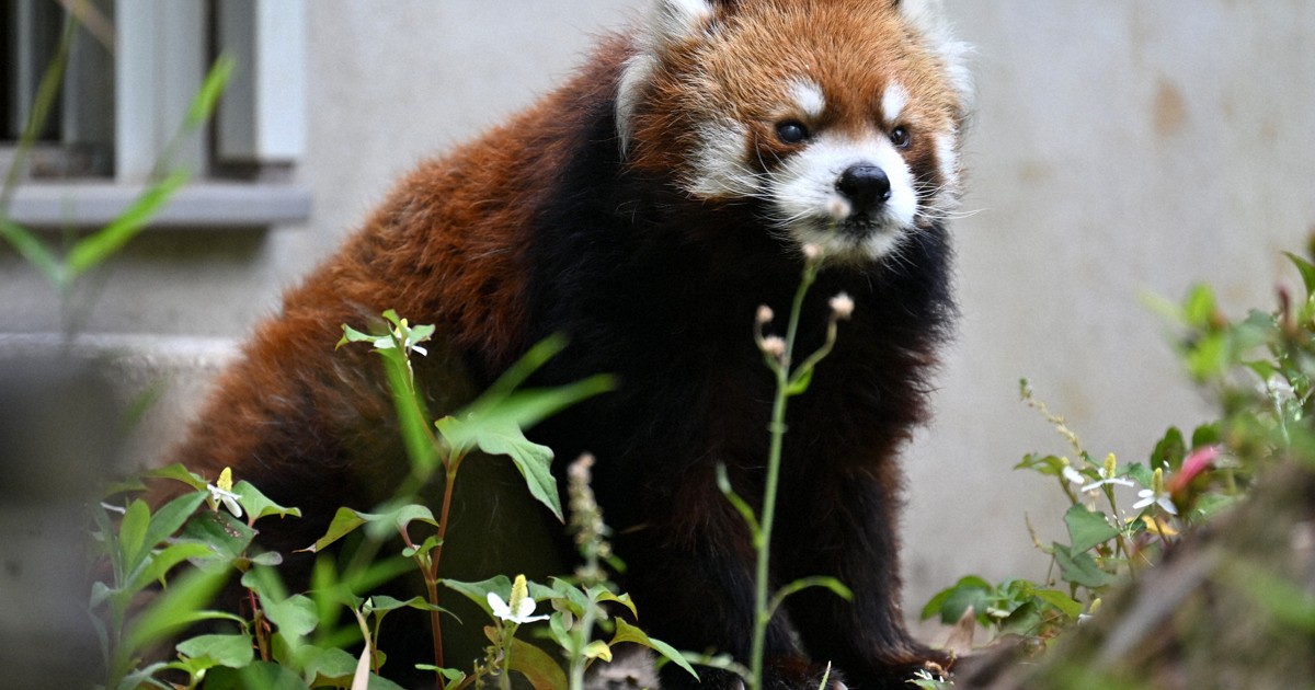 Japan zoo's celebrity red panda Futa defies age as 23rd birthday nears
