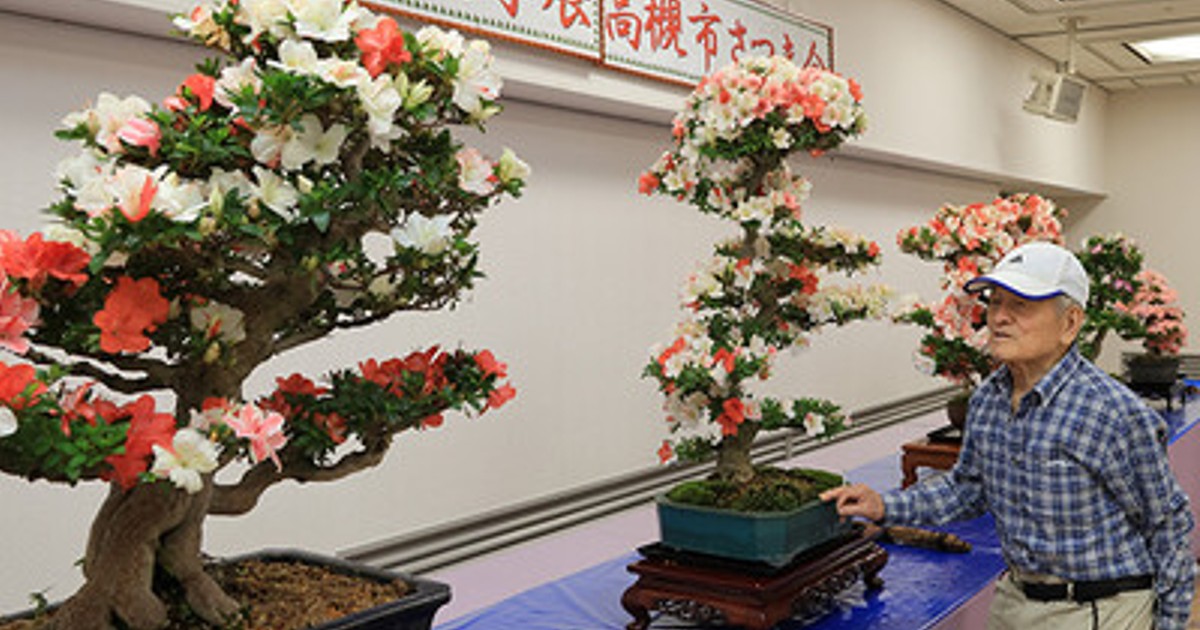プレスリリース：初夏を彩る色鮮やかなサツキの盆栽がずらり（PR TIMES