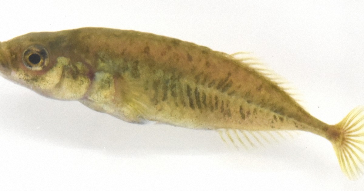 埼玉縣魚「武藏宮廷魚」命名63年後獲新種認定