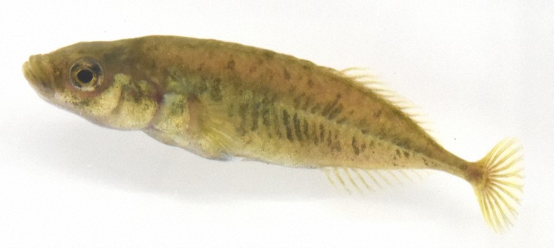 埼玉縣魚「武藏宮廷魚」命名63年後獲新種認定