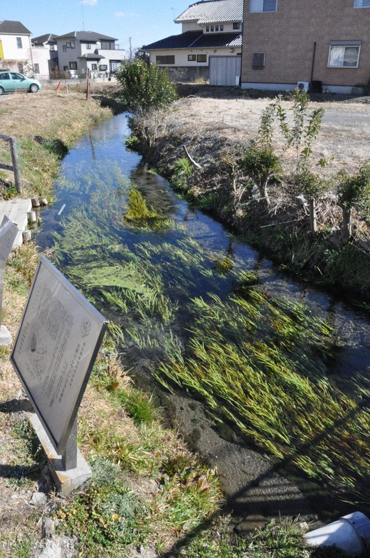 埼玉縣魚「武藏宮廷魚」命名63年後獲新種認定