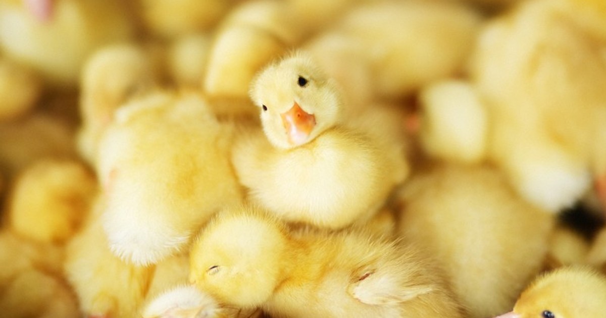 In Photos: Japan's ducks play a major role in organic rice farming