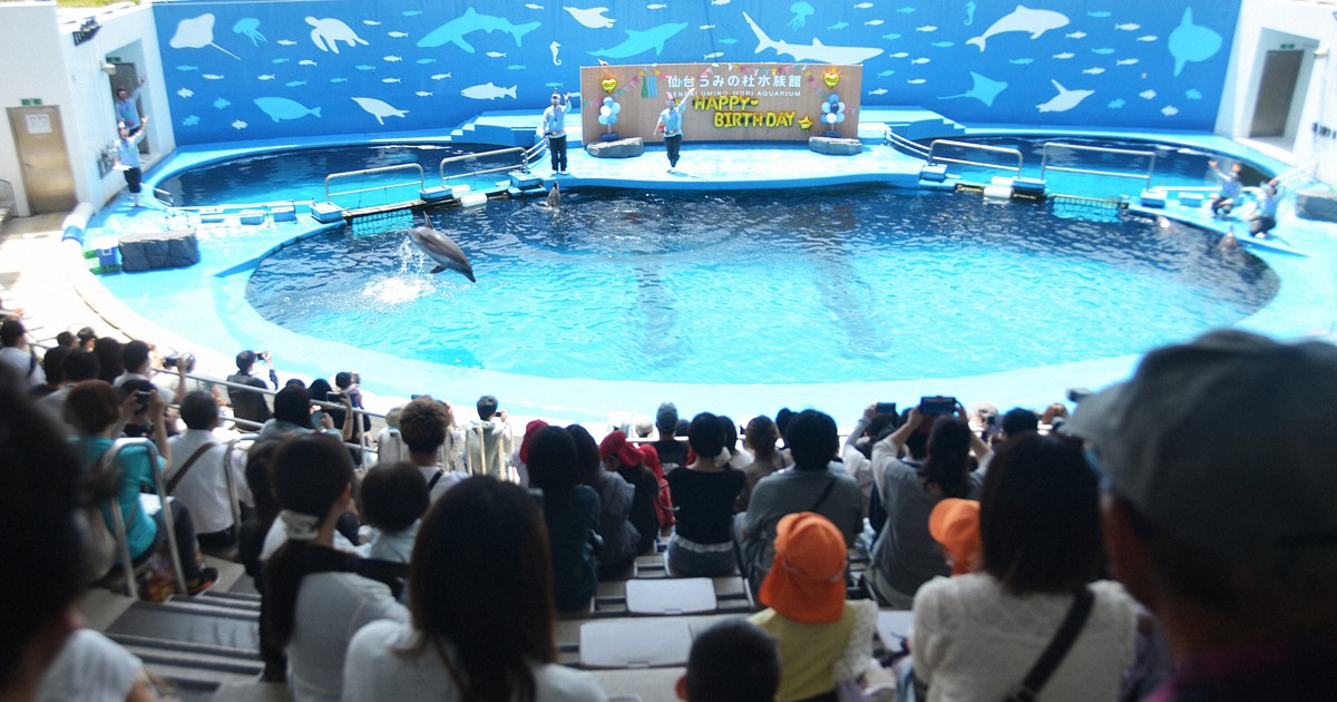 おめでとう1歳、バンドウイルカ「エル」にエール　仙台・水族館