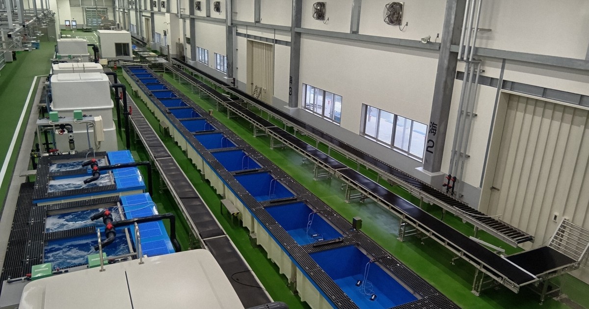 貓咪偷魚成大患 德島漁港斥資30億打造防貓設施