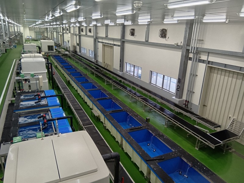 貓咪偷魚成大患 德島漁港斥資30億打造防貓設施