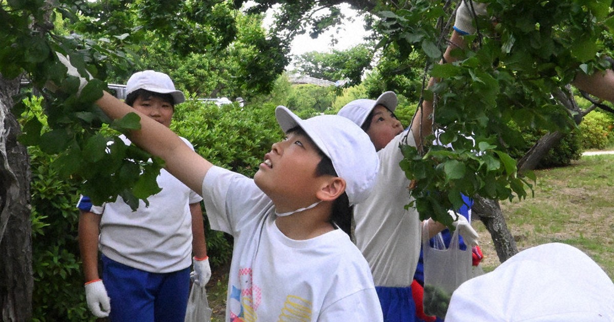 偕楽園で梅の実落とし 水戸・小5生 ／茨城 | 毎日新聞