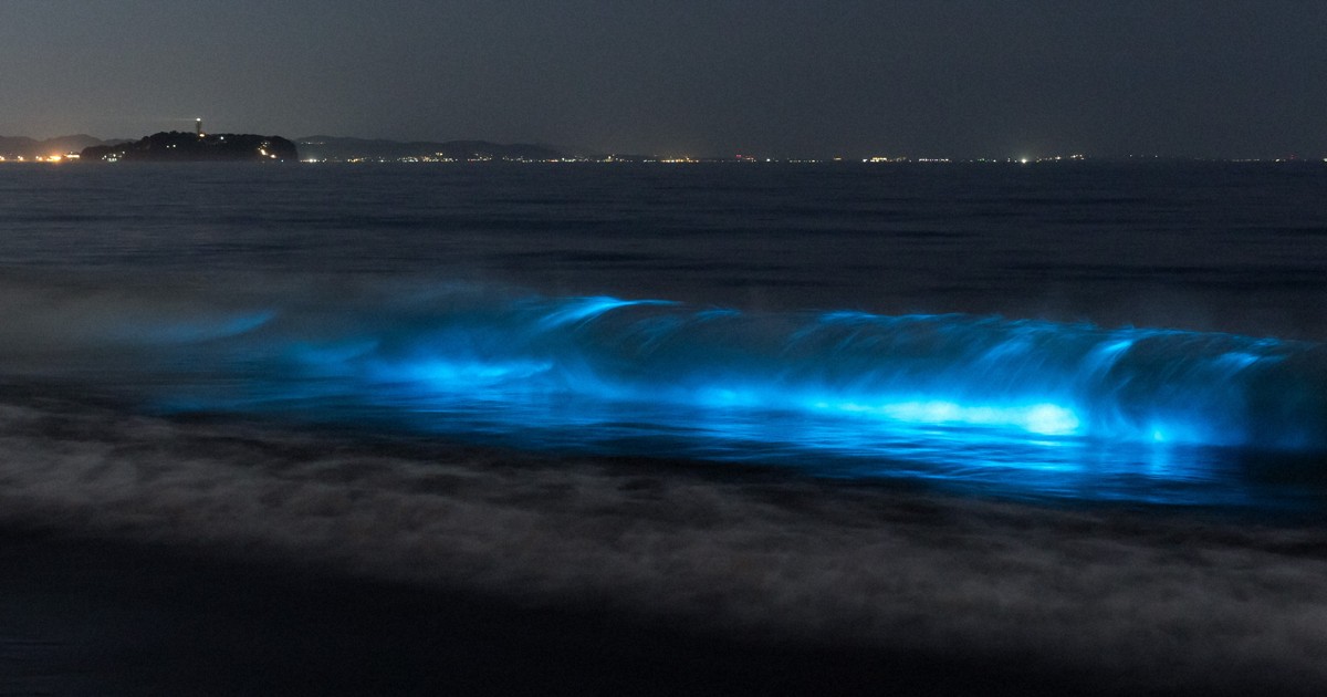 湘南海岸現「夜光蟲」奇景 海水泛起幽幽藍光