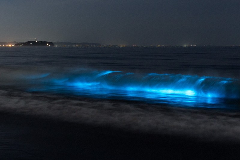 湘南海岸現「夜光蟲」奇景 海水泛起幽幽藍光