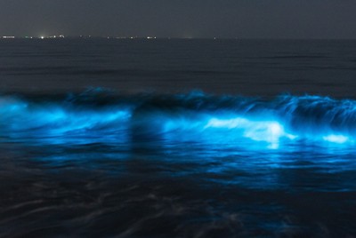 湘南海岸現「夜光蟲」奇景 海水泛起幽幽藍光