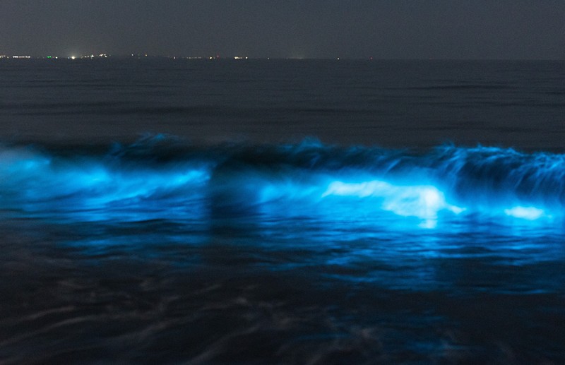 夜光虫 湘南で青白く輝く夜光虫が発生 [写真特集1/6] | 毎日新聞