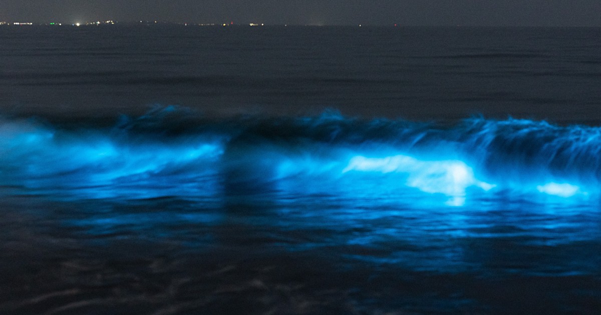 ＜QAで解説＞夜の湘南海岸、なぜ青白く光っているの？