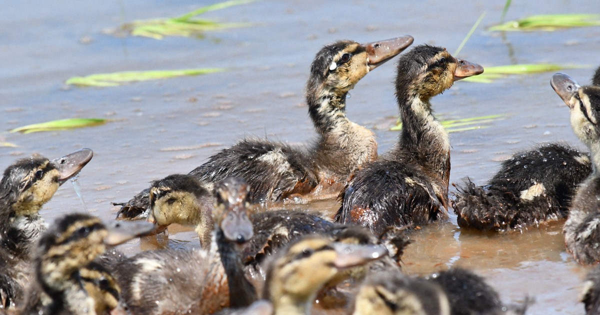 きれいな田んぼにしちゃうカモ　アイガモ100羽、元気に手助け