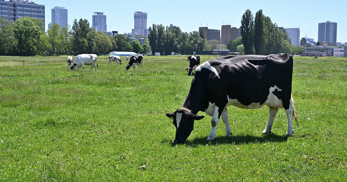 牧草をはむ乳牛、後方には札幌のビル街　北大生物生産研究農場