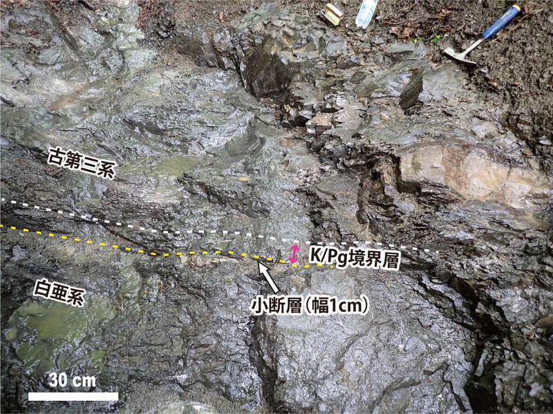 入手不可！小惑星のかけら Ｋ-Ｔ境界層（K/Pg境界頁岩）　標本　小 毎小ニュース：科学 北海道に恐竜絶滅期の地層 小惑星衝突の影響示す