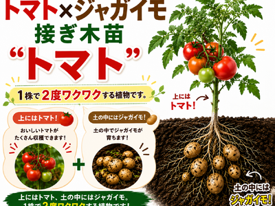 プレスリリース：“これ、本当にトマト！？”話題の「ポマト（ジャガトマ