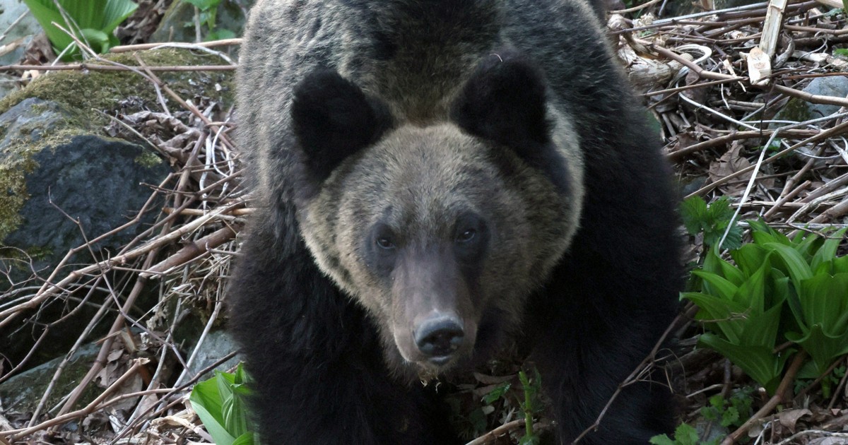 人見ても逃げないヒグマが出没 現場から700mに道の駅 札幌 | 毎日新聞