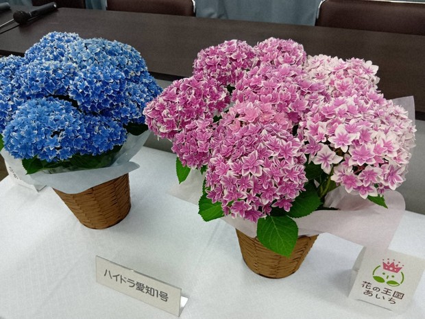 Aichi Pref., Japan's top hydrangea producer, develops 1st