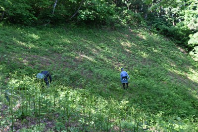 東北山菜採季頻傳熊襲事件，至少4人罹難，環境省呼籲提高警覺