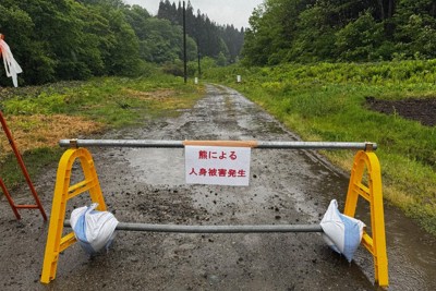 東北山菜採季頻傳熊襲事件，至少4人罹難，環境省呼籲提高警覺