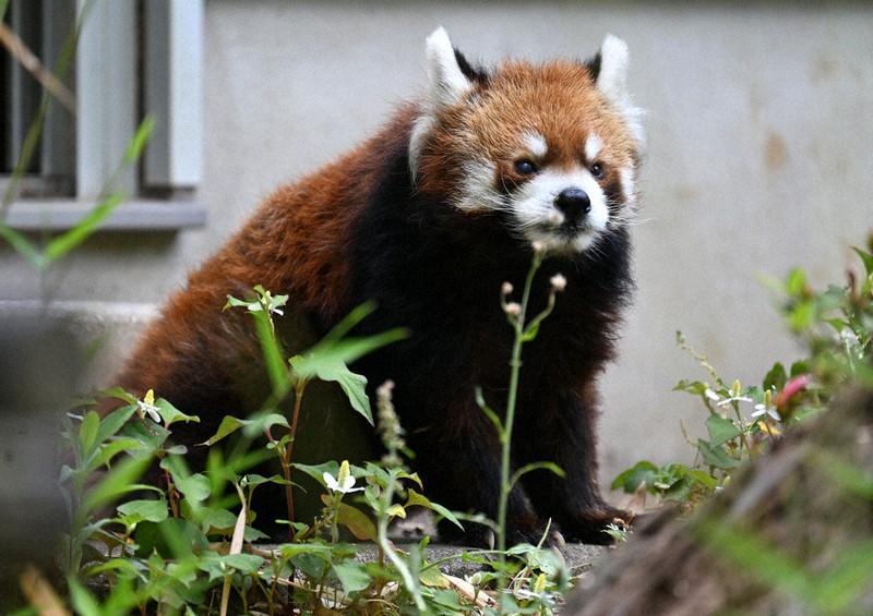 6さいからのニュース：もうすぐ23さい 風太くん | 毎日新聞