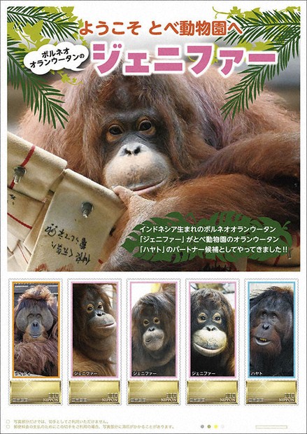 とべ動物園のオランウータン 「ジェニファー」ら切手に ／愛媛 | 毎日新聞