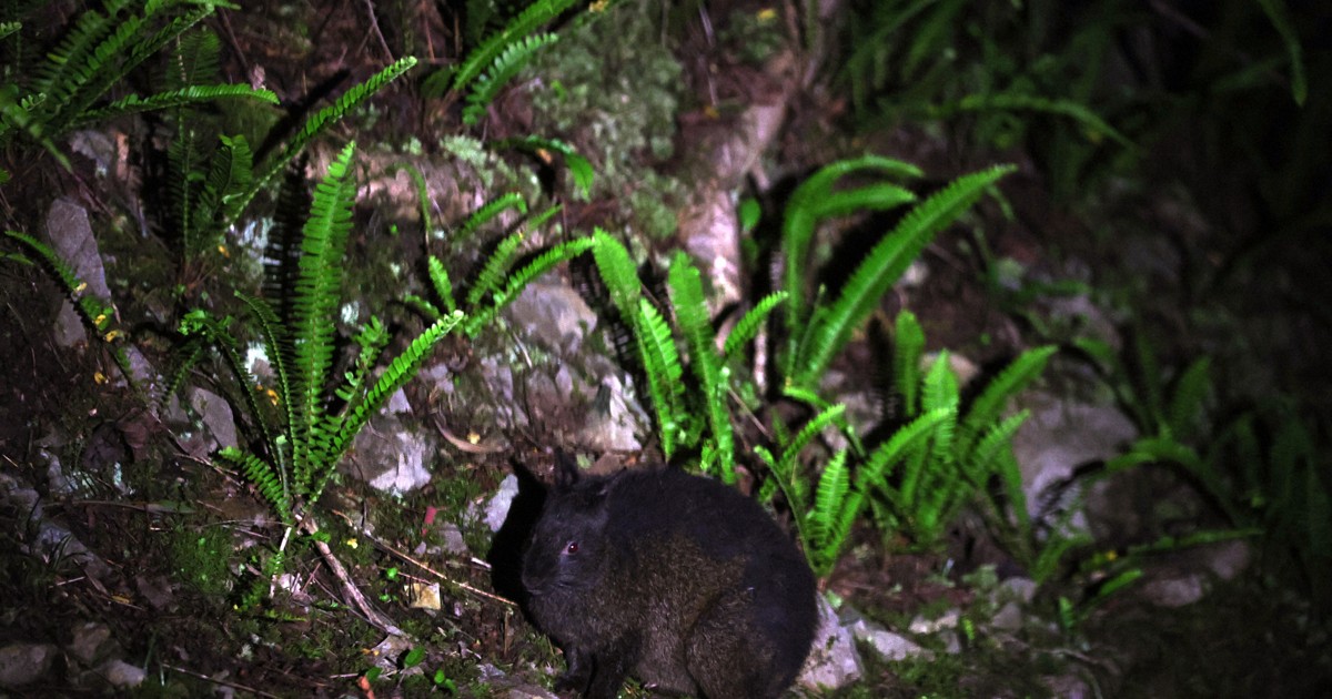 Beautiful Jungle:アマミノクロウサギはどこに　夜に黒の体は反則です