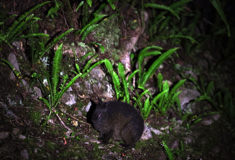 Beautiful Jungle：アマミノクロウサギはどこに 夜に黒の体は反則です