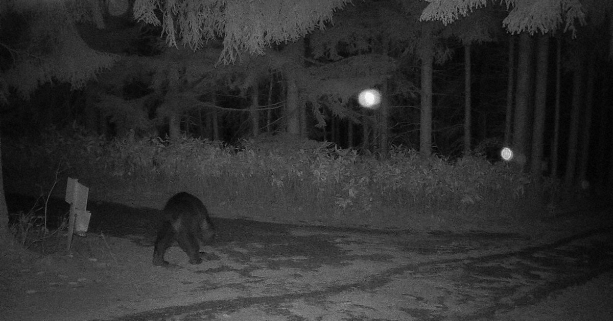 札幌市内で26年度初のヒグマ駆除　5月以降出没繰り返した個体か