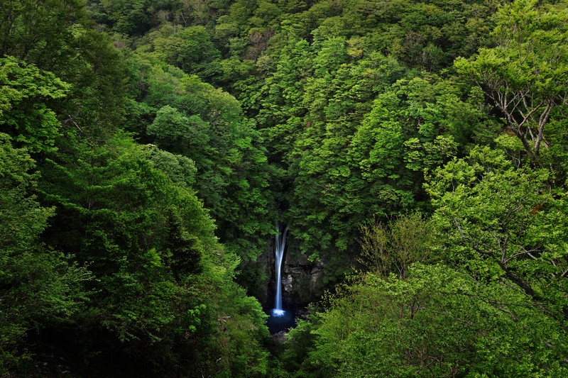 癒やし旅：新緑に包まれる「幻の滝」 かつては御用邸の敷地内 栃木