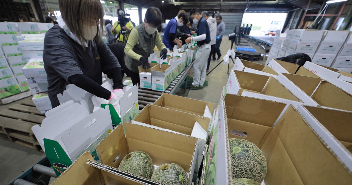 出回る期間短く…糖度高い「幻のメロン」出荷本格化　千葉・銚子