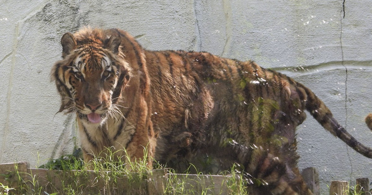 Harimau Amur Tertua Jepang Mati di Kebun Binatang Fukuoka: Pengingat Krisis Konservasi
