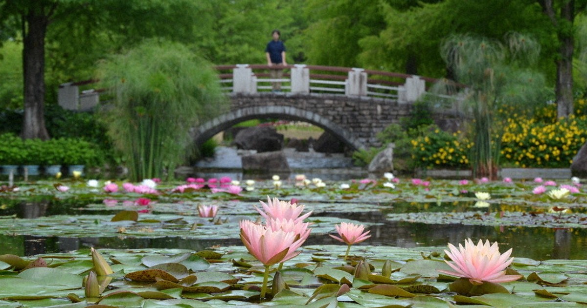 水面に映る神秘 スイレン花開く 草津・水生植物公園みずの森 ／滋賀