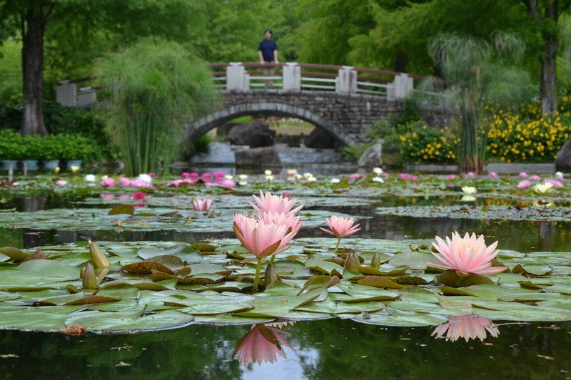 水連の庭 水面に映る神秘 スイレン花開く 草津・水生植物公園みずの森 ／滋賀