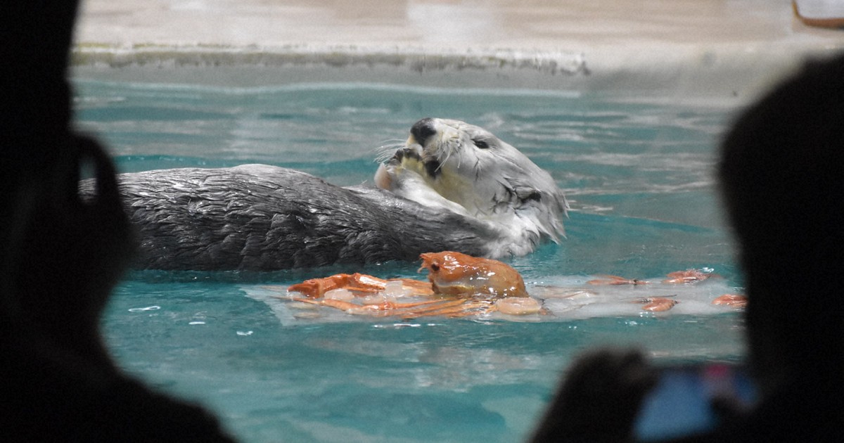 バズーカ、メイ寝…　事典のようなラッコサイト開設　鳥羽水族館