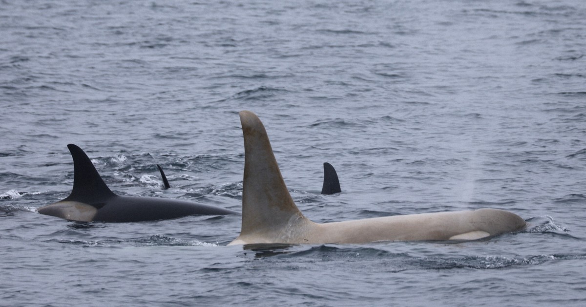 北海道・知床で2年ぶり「白いシャチ」　23年たびたび目撃の雄か