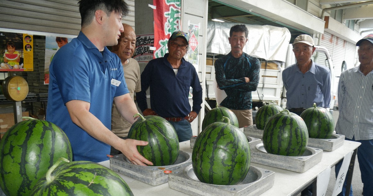 秀・優・良を見極め…特産「函南スイカ」出荷が最盛期　静岡