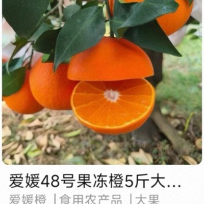 愛媛産の高級かんきつ新品種、中国流出か 大手通販サイトで販売 | 毎日新聞