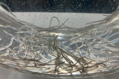 ニホンウナギの稚魚＝町野幸撮影